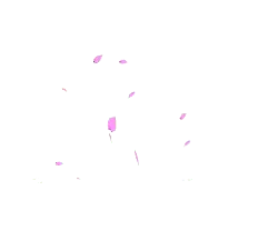 Pink Petals Falling - peaceful - No Background PNG