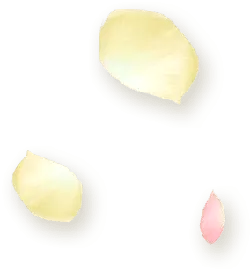 Petals - petal - Transparent Layer PNG