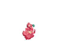 Pink Flower - High Resolution PNG - Designer Recommended PNG