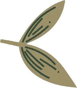 Clover - High Quality PNG - plant