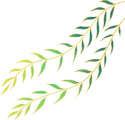 Willow Branch - green - nature - High Resolution PNG