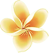 Yellow Flower - petal - beautiful - PNG Images
