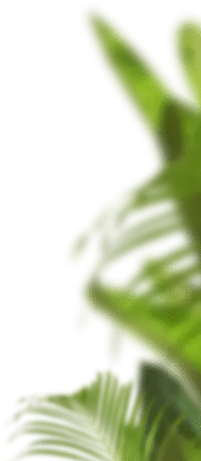 Green Plant - blurry - PNG Images