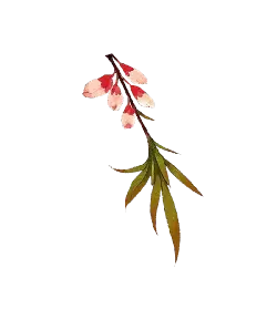 Corallinum - plant - No Watermark PNG