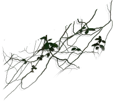Tree Vine - nature - Transparent Background PNG
