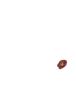 flower - Rose - Trending PNG