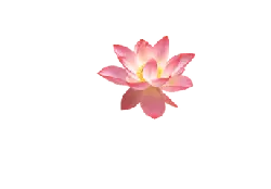 Lotus Flower - pink - beautiful - Lossless PNG
