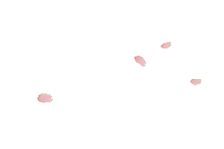 Pink Petals - Designer's Pick PNG - Trending PNG