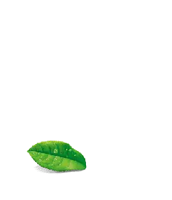 Green Leaf - High Quality PNG - fresh
