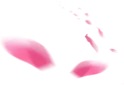 Pink Petals - lightweight - Designer Recommended PNG
