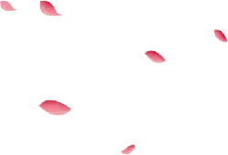 Pink Petals - Transparent Layer PNG - pink