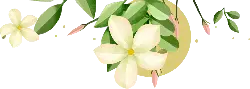 Jasmine - High Quality PNG