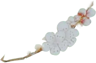 Plum Blossom - Transparent Background PNG - white