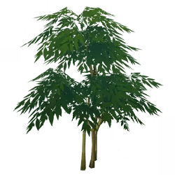 Bamboo - plant - leaves - PNG
