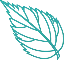 Leaf - green - High Download Count PNG