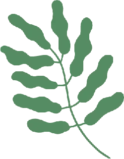Fern - green - PNG