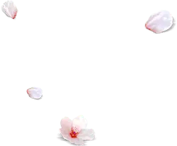 Cherry Blossom Petals - spring - falling - PNG