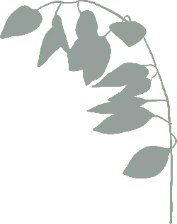 Vine Plant - leaves - branches - No Background PNG