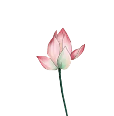 Lotus Flower - plant - Transparent Background PNG