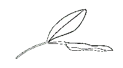 Olive Branch - victory - Highly Rated PNG