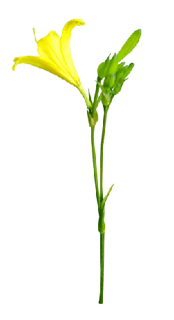 Corydalis aurea - purple - Lossless PNG