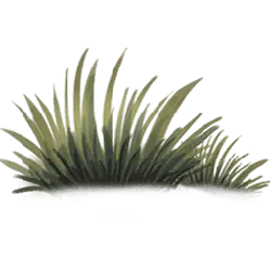 Feather - artistic - Transparent Background PNG