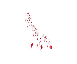 Rose Petals - love - High Download Count PNG