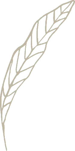 Feather - design - decorative - Free Download PNG