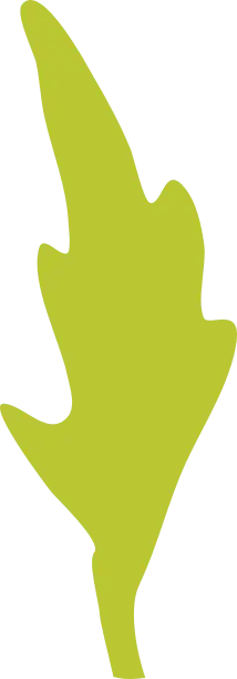 Leaf - green - PNG