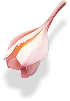 Orchid - pink - plant - High Resolution PNG