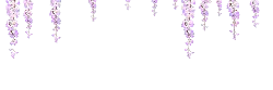 Wisteria - flower - nature - PNG Images