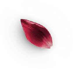 Petal - red - No Watermark PNG