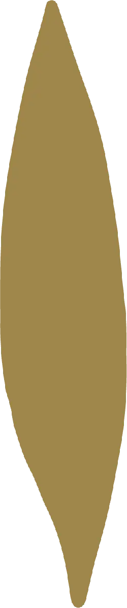 Leaf - Transparent Background PNG - green