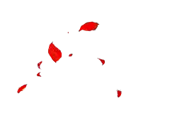 Red Rose - nature - Transparent Background PNG