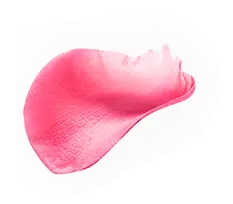 Rose Petal - romantic - High Resolution PNG