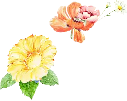 Sunflower and Rose - red - PNG