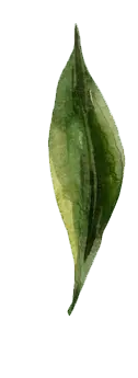 Ficus carica leaf - Highly Rated PNG