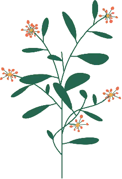Plant - PNG Images