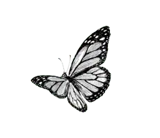 Butterfly - insect - black and white - Transparent Background PNG