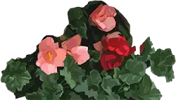 Pelargonium - pelargonium - High Resolution PNG