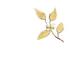 Gold Leaf Plant - leaf - Free PNG