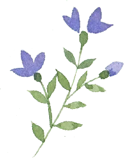 Viola riviniana - plant - PNG Images