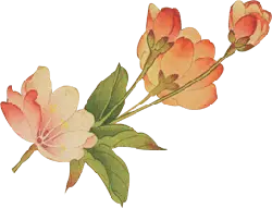 Peach Blossom - Fast Download PNG - bloom
