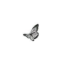 Butterfly - No Watermark PNG - nature