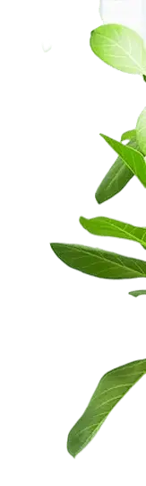 Leaf - growth - Free for Commercial Use PNG