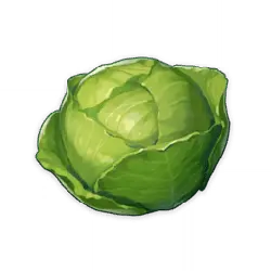 Cabbage - nutritious - Fast Download PNG