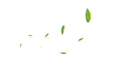 Leaves Falling - motion - falling - No Watermark PNG