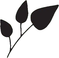 Clover - High Download Count PNG - plant