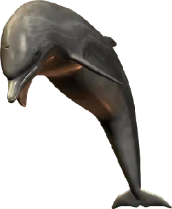Dolphin - animal - swimming - No Watermark PNG