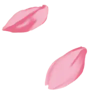 Cherry Blossom Petals - spring - nature - Free PNG